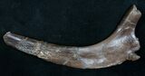 Thescelosaurus Rib Section - Long #9942-1